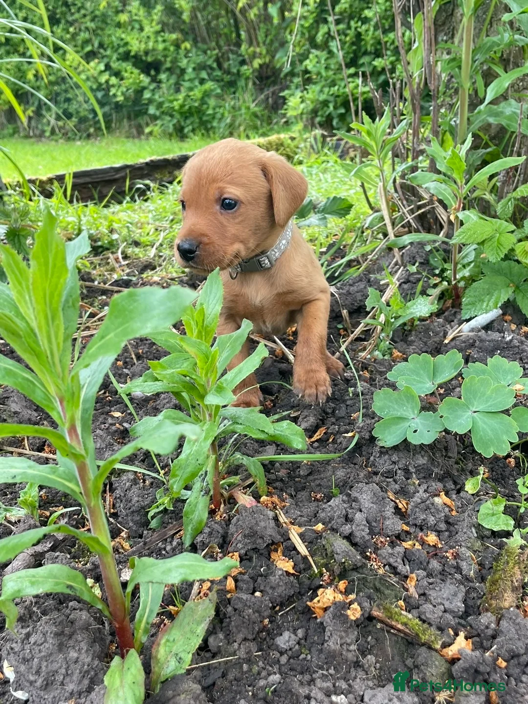 Labrador Retriever dogs for sale: Dark Fox Red Labrador 1 MALE LEFT🏡 KC Registered - Advert 2