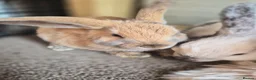 Mini Lop rabbits for sale: 🐰5 Beautiful Baby Rabbits for Loving Homes 🐰 - Advert 2