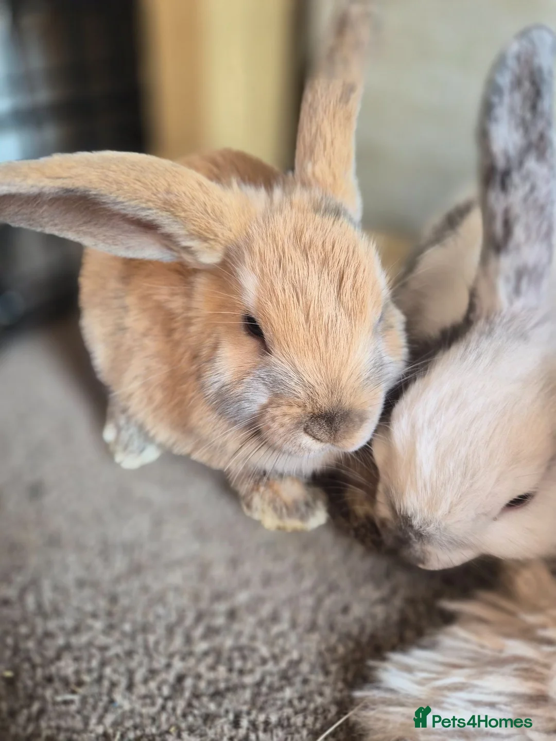 Mini Lop rabbits for sale: 🐰5 Beautiful Baby Rabbits for Loving Homes 🐰 - Advert 2