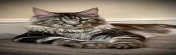 Maine Coon cats for sale: Giant Russian Mainecoons Kittens - Advert 10