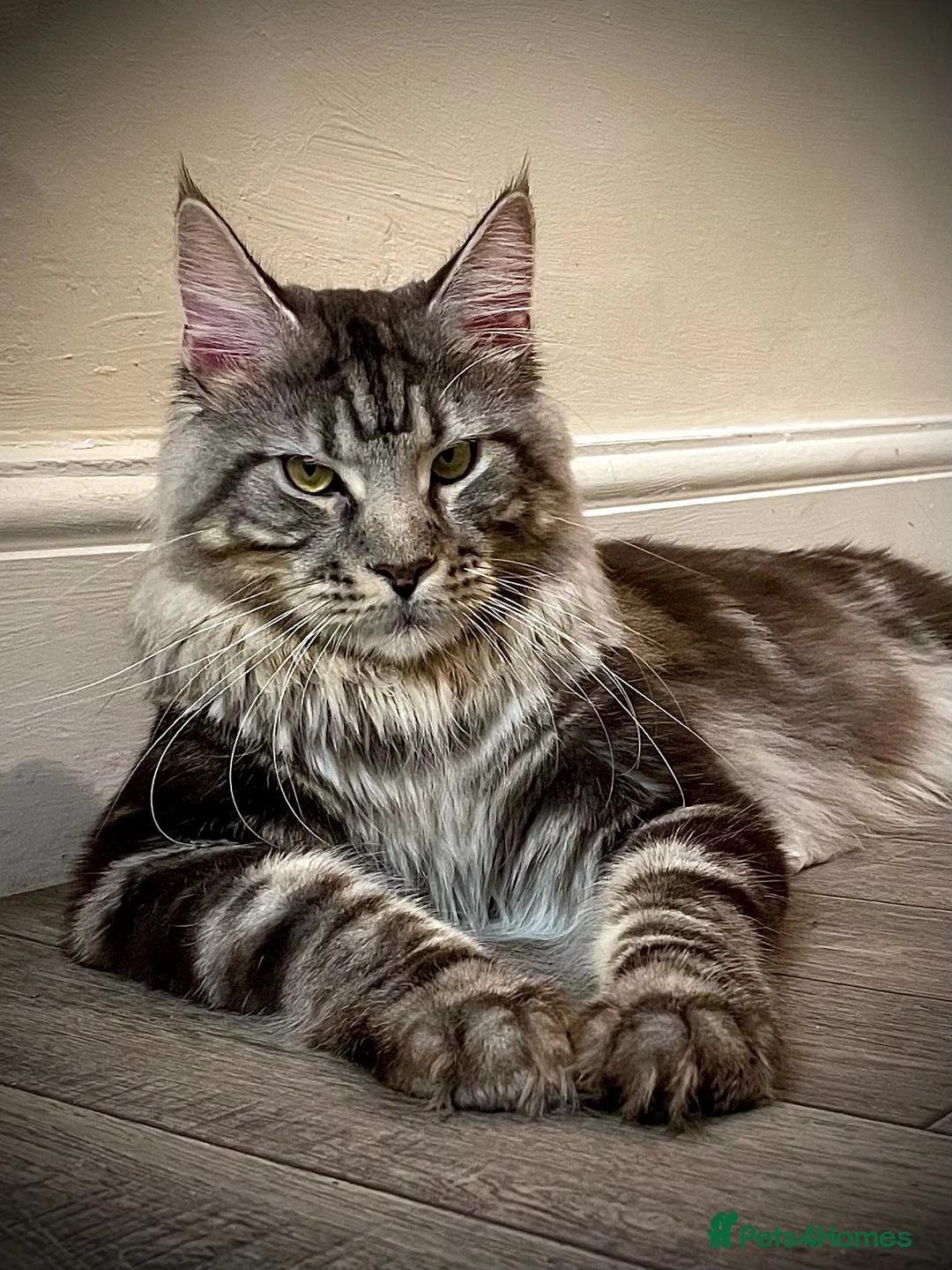 Maine Coon cats for sale: Giant Russian Mainecoons Kittens - Advert 10