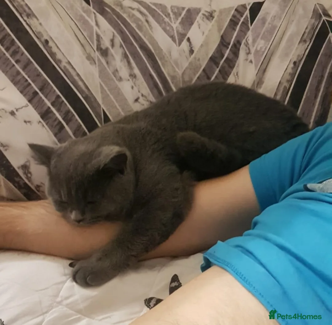 British Shorthair cats for stud: Stud Pedigree Actice Available, Friendly Gentle - Advert 13