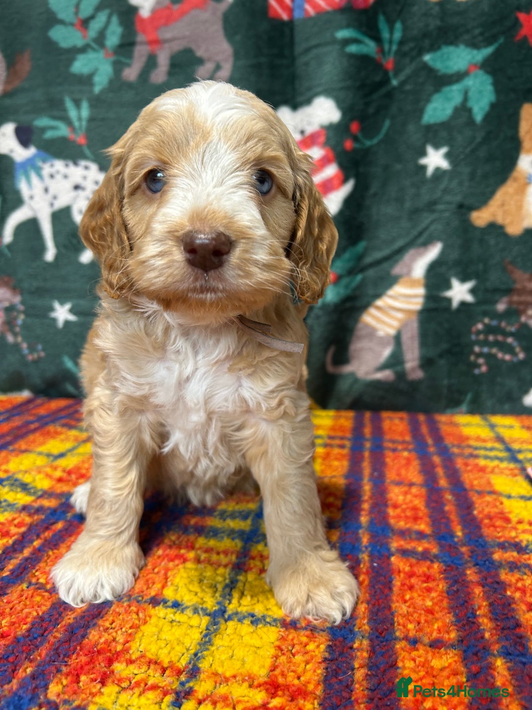 Cockapoo dogs for sale: Cute F1 cockapoo puppies  - Advert 10