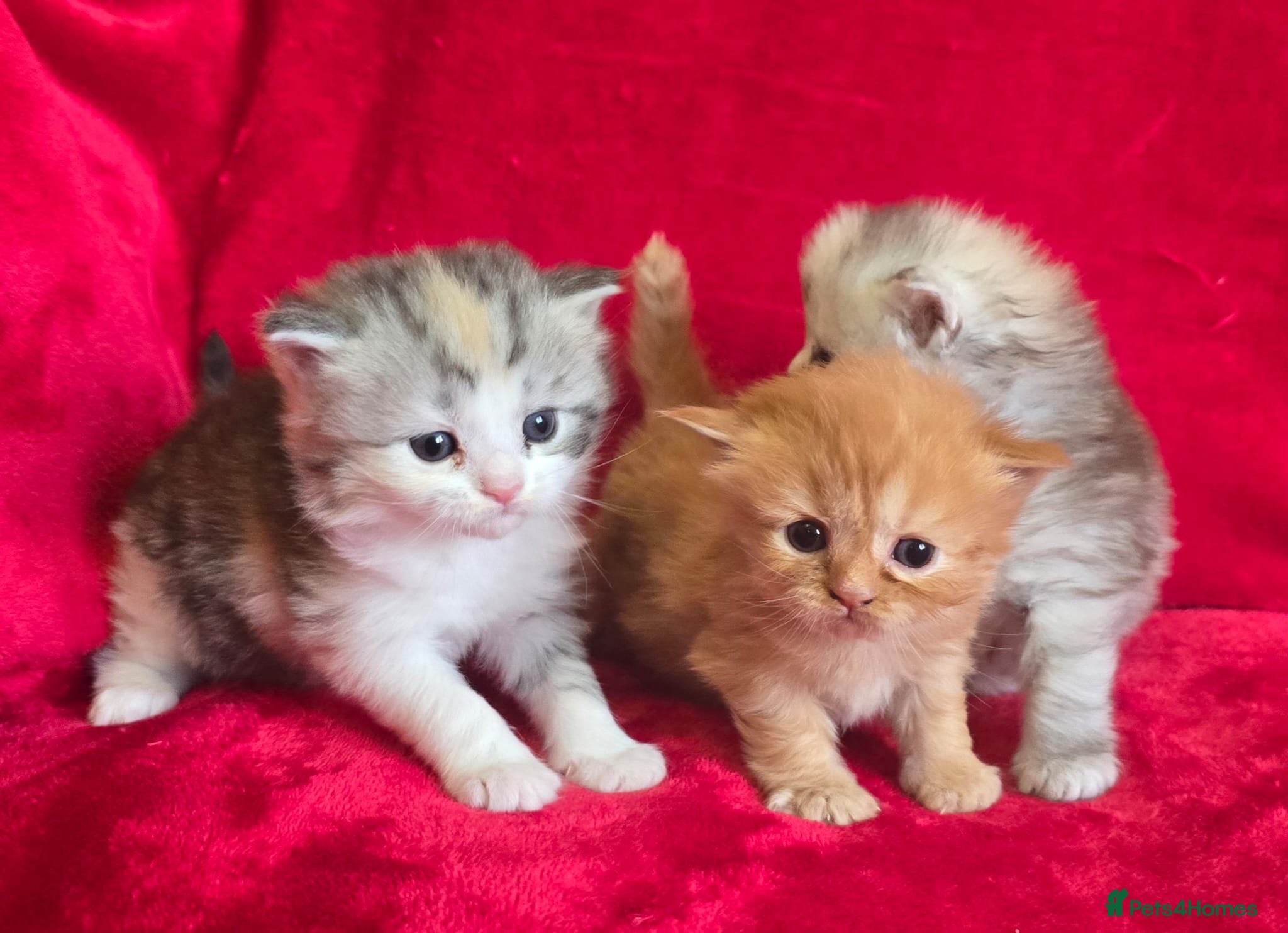 Mixed Breed cats Main coon/ragdoll  /persian - Advert 3