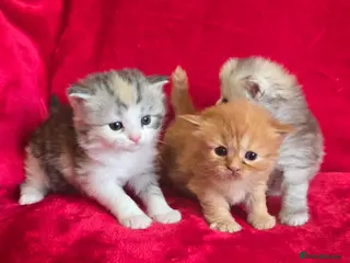 Mixed Breed cats Main coon/ragdoll /persian - Advert 3