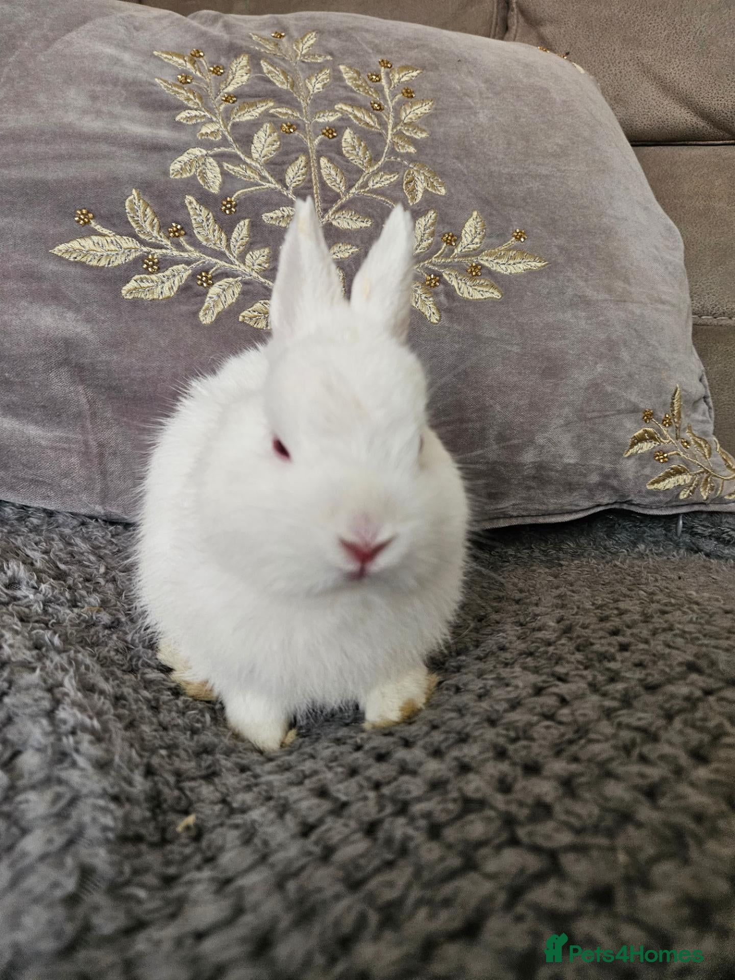 Netherland Dwarf rabbits Netherlands dwarf baby's  - Advert 1