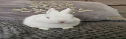Netherland Dwarf rabbits for sale: Netherlands dwarf baby's  - Advert 1