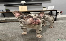 French Bulldog dogs for sale: French bulldog - Advert 8