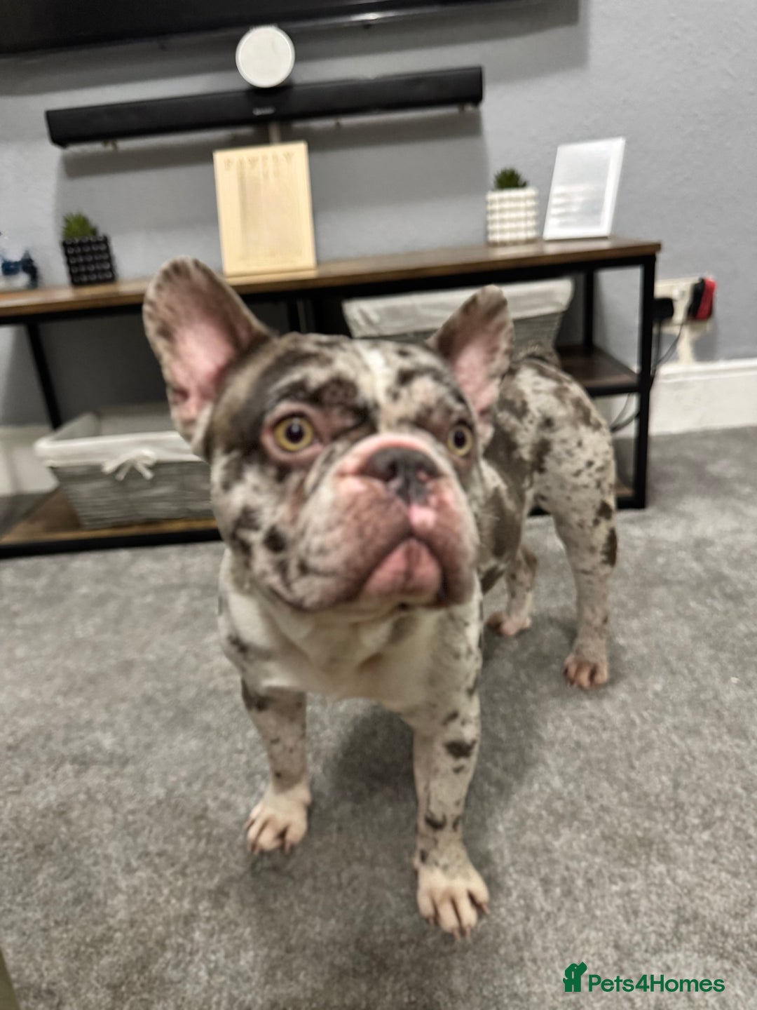 French Bulldog dogs for sale: French bulldog - Advert 8