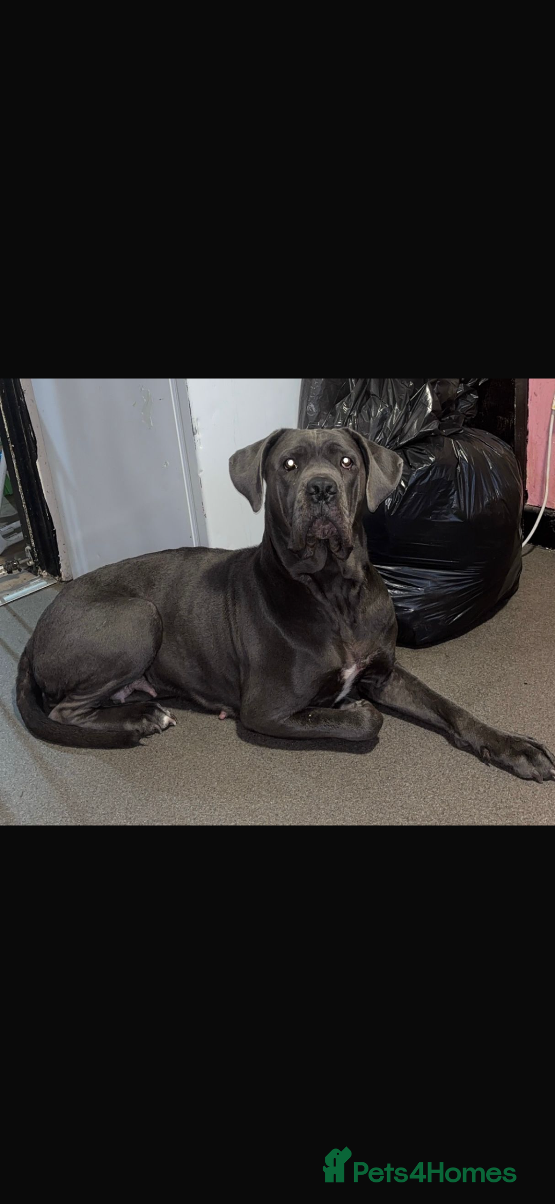 Cane Corso dogs for sale: Cane corso - Advert 1