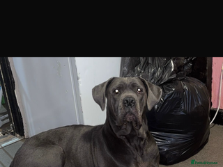 Cane Corso dogs Cane corso - Advert 3