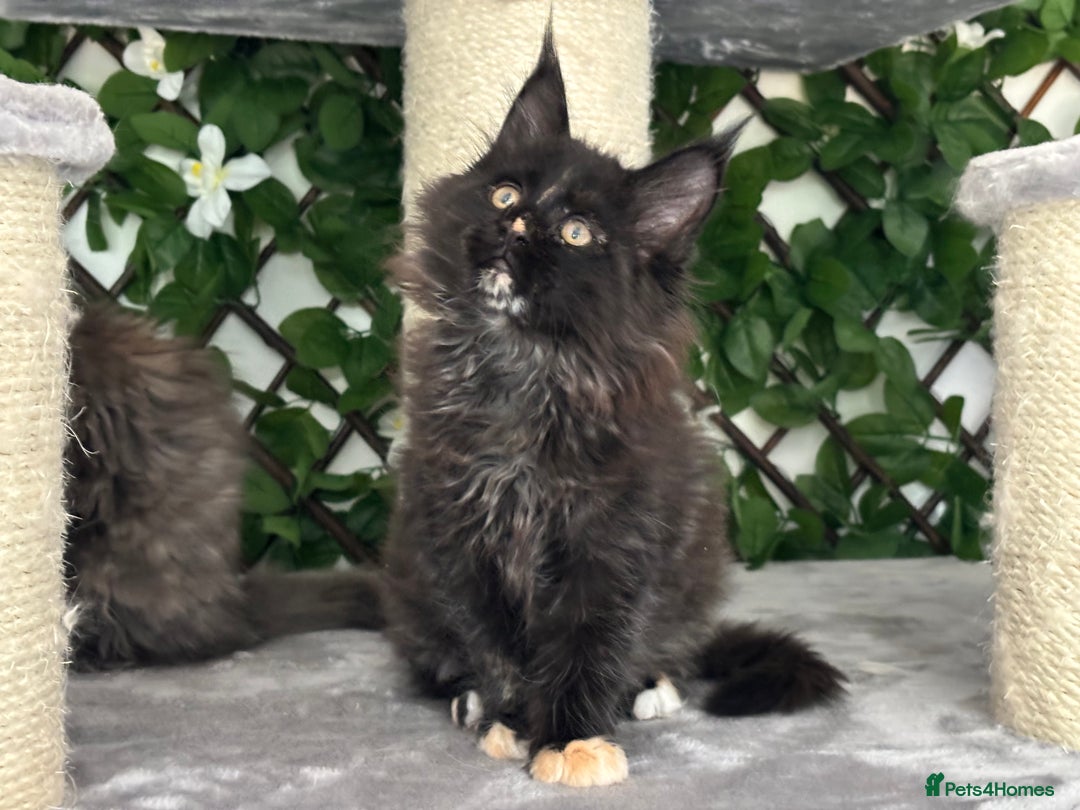 Maine Coon cats for sale: Tica Stunning Kittens  - Image 10