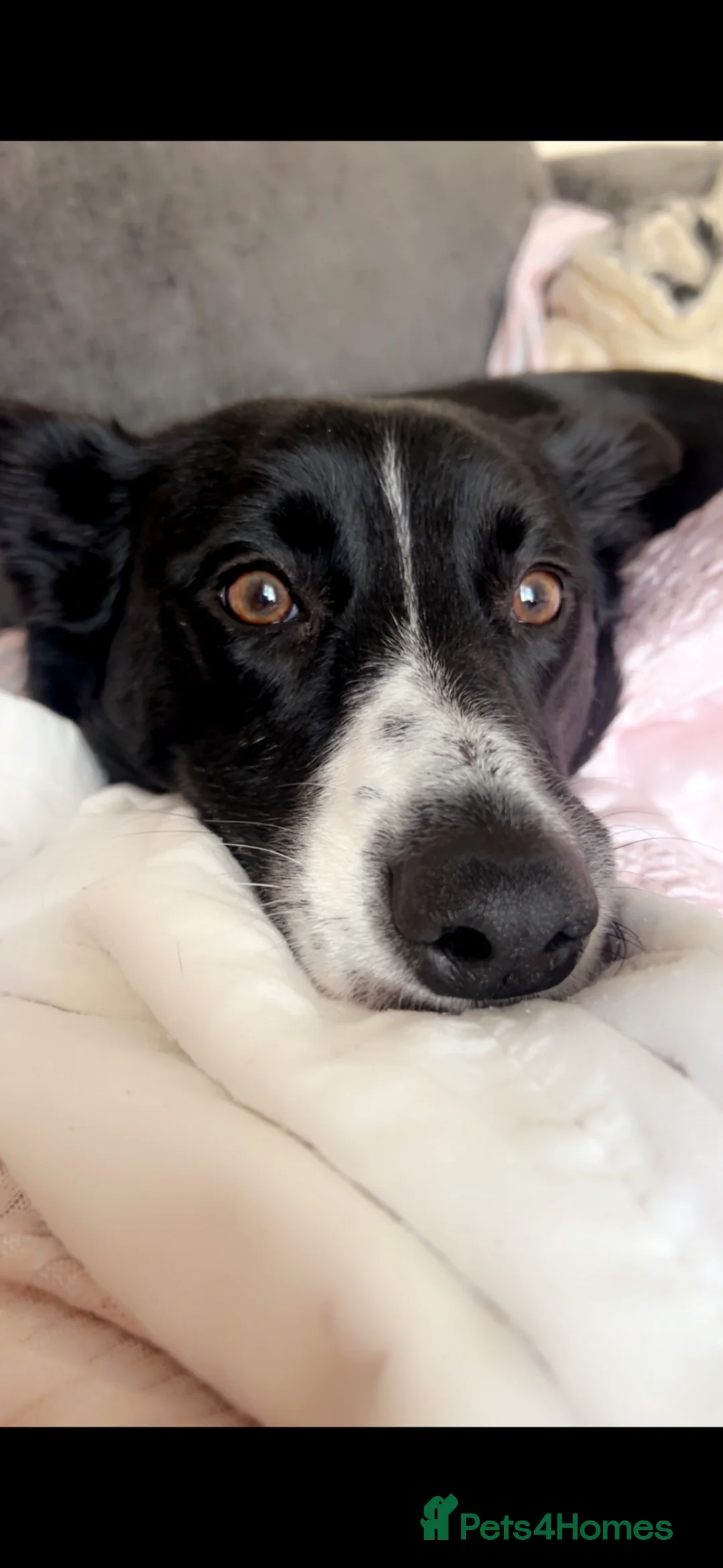 Border Collie dogs for sale: 3 year old border collie  in Carlisle - Advert 2
