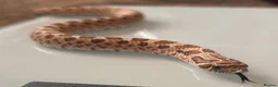 Snake reptiles for sale: Hognose snake in Halesworth - Advert 4