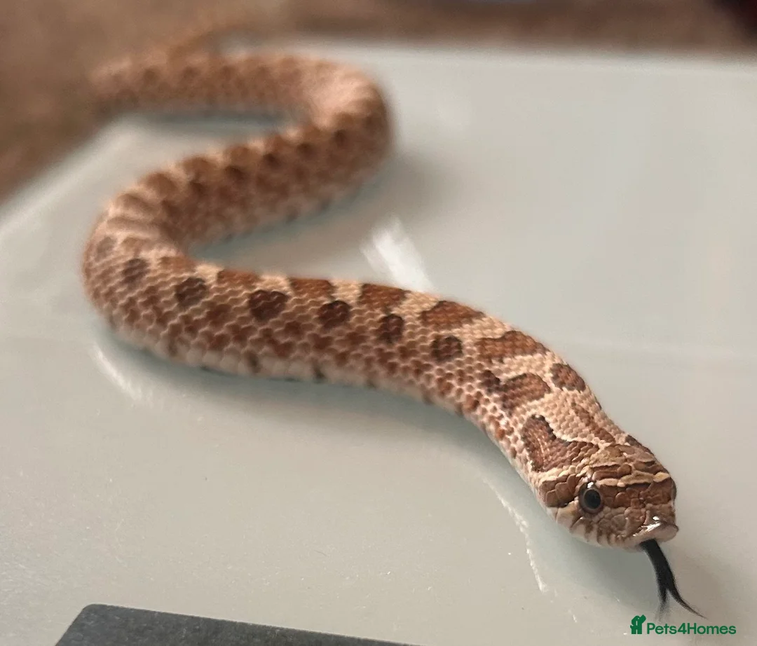 Snake reptiles for sale: Hognose snake in Halesworth - Advert 4