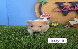 Hamster rodents for sale: Baby Syrian Hamster Male Female Boy Girl Pedigree  - Image 8
