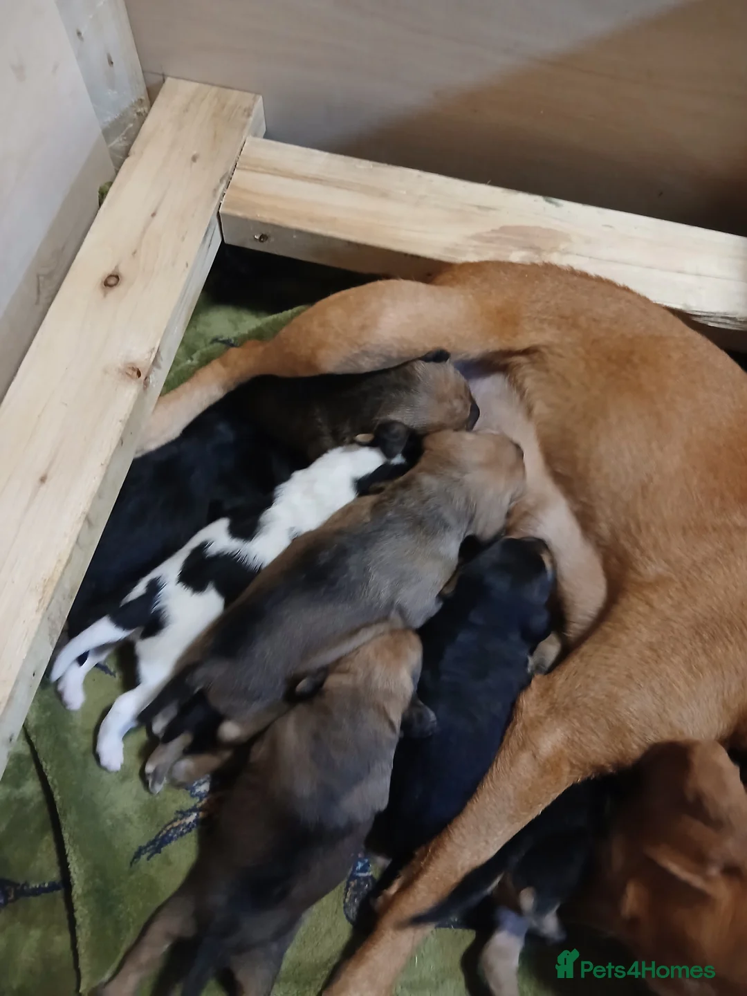 Mixed Breed dogs for sale: Beagle x lakeland  - Advert 2