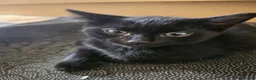 Mixed Breed cats for sale: 3 Playful Black Brother Kittens Looking for Homes - Advert 16