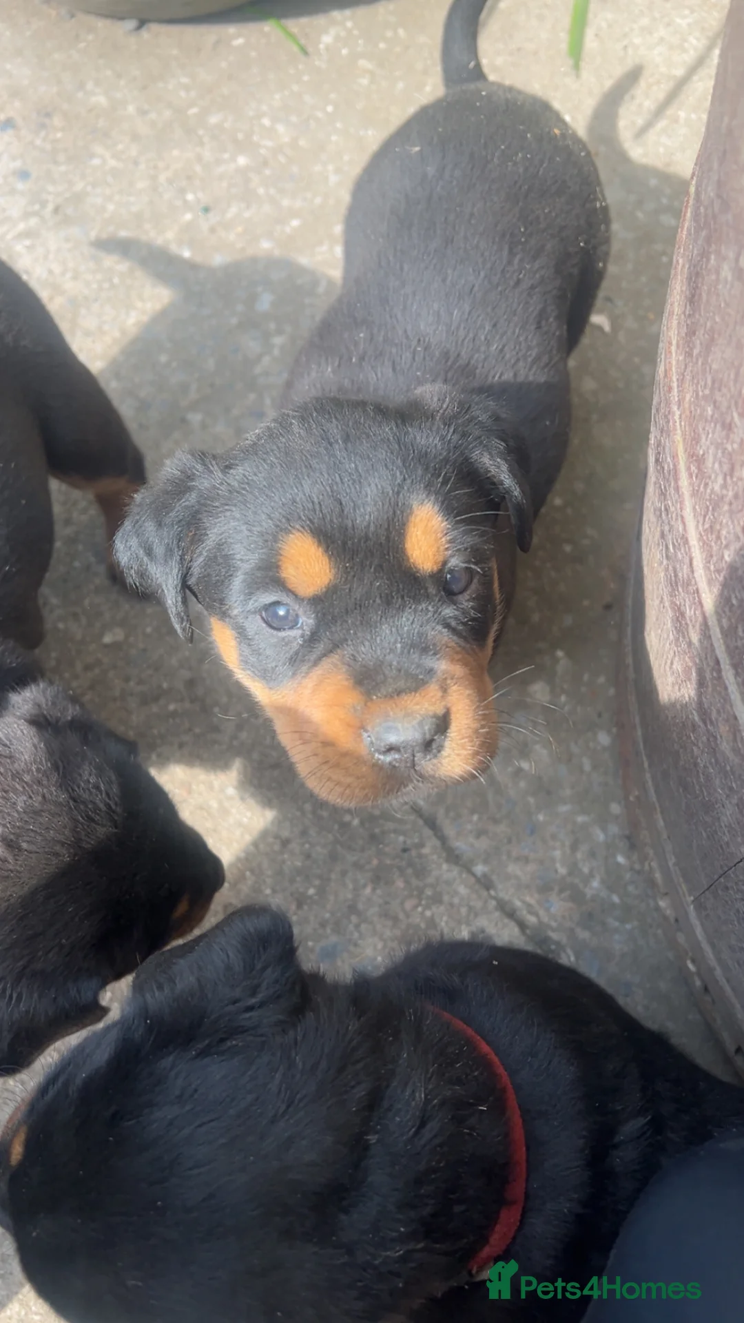 Rottweiler dogs for sale: Big chunky Rottweiler puppies  - Advert 2