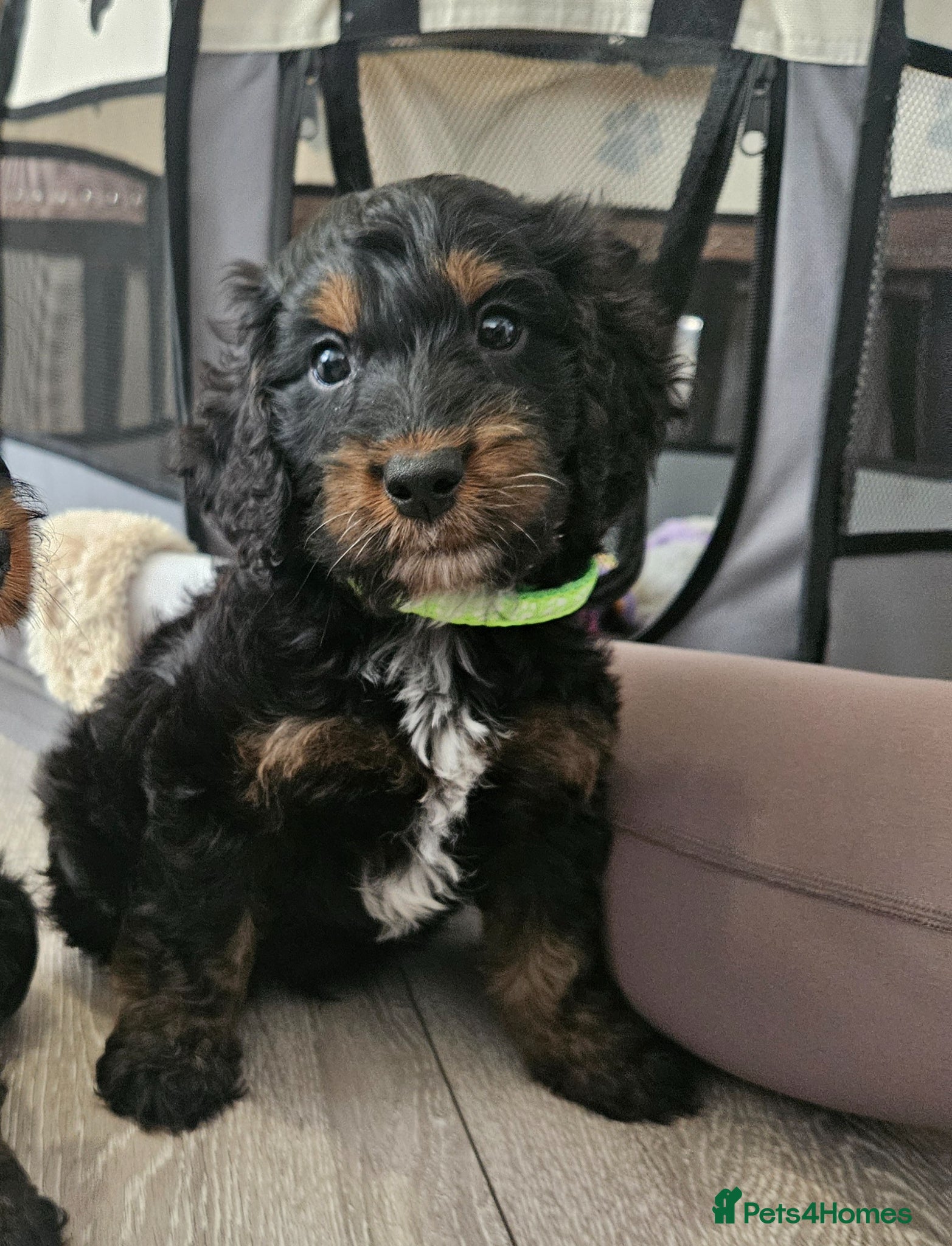 Cockapoo dogs licensed breeder, ready for their forever homes!  - Advert 2
