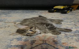 Ragdoll cats for sale: Beautiful Ragdoll x Norwegian forest cross kittens - Image 16