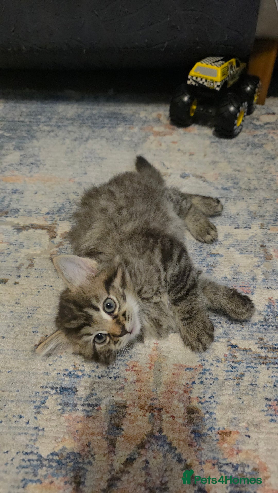 Ragdoll cats for sale: Beautiful Ragdoll x Norwegian forest cross kittens - Image 16