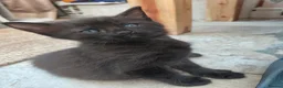 Maine Coon cats for sale: Half main coon kittens - Advert 37