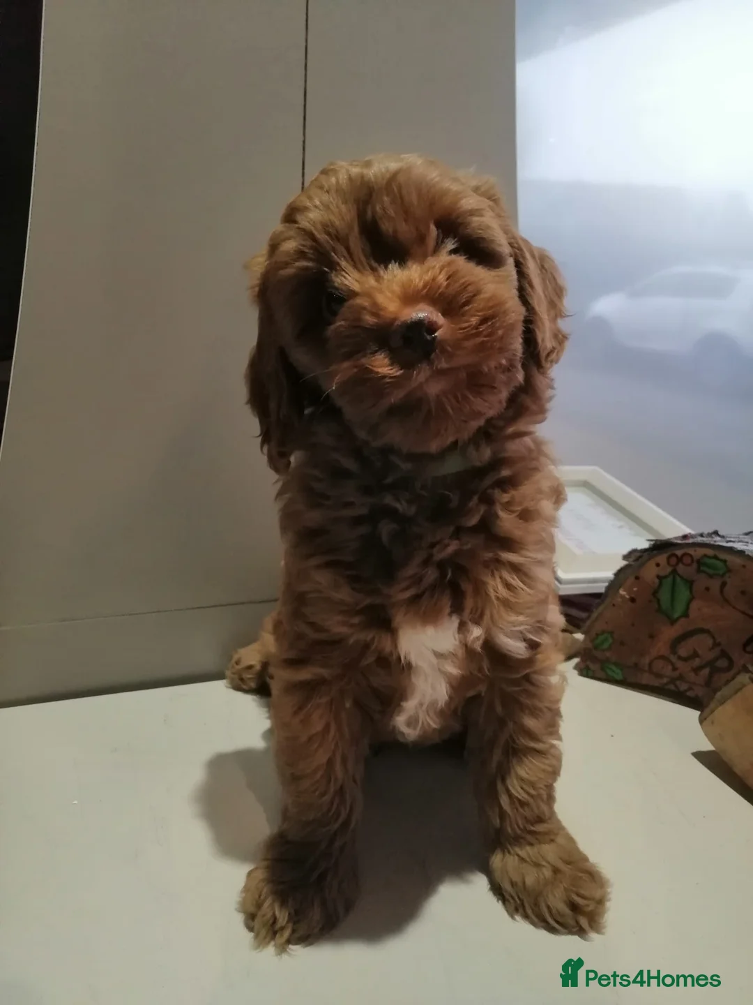 Cockapoo dogs for sale: Cockapoos - Advert 3