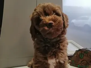 Cockapoo dogs Cockapoos - Advert 1