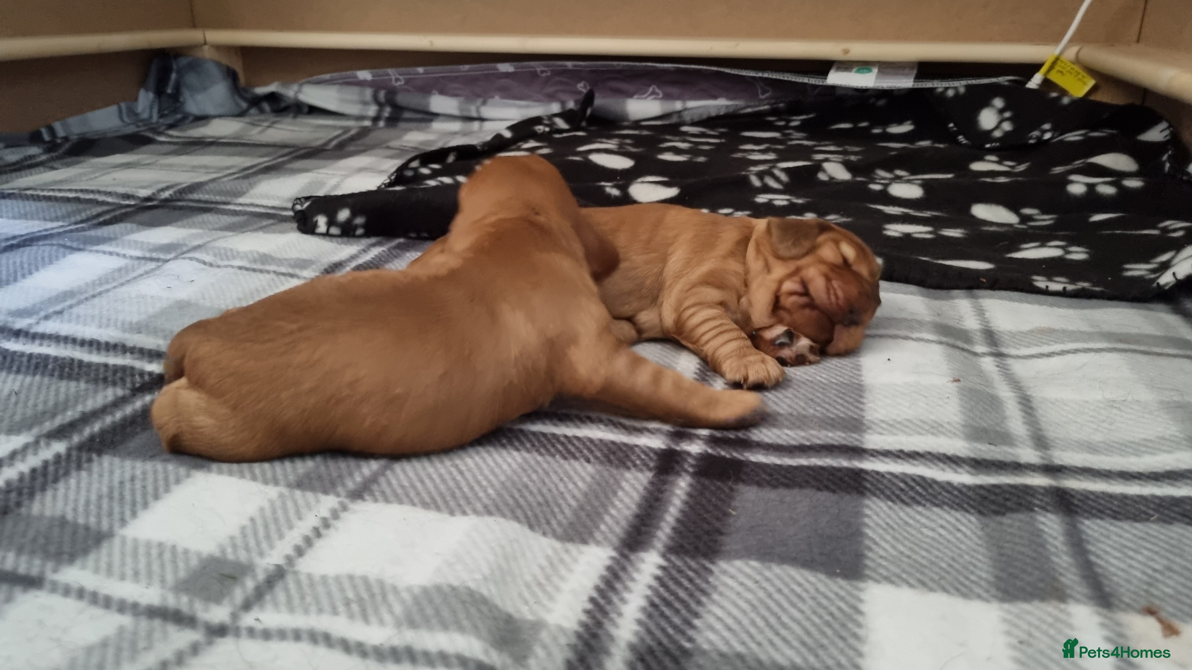 Cocker Spaniel dogs for sale: 🐾 Beautiful Show Type Cocker Spaniel Puppies - Advert 25