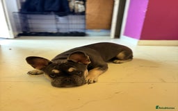 French Bulldog dogs for sale: Flawless French bulldog  - Image 2