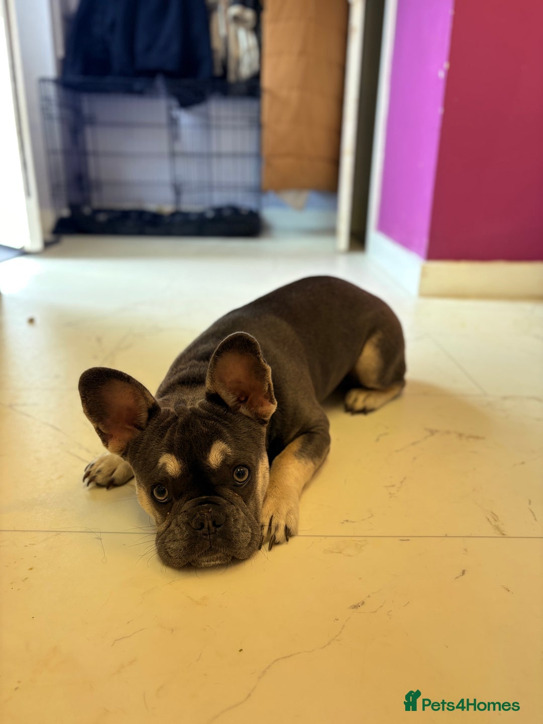 French Bulldog dogs for sale: Flawless French bulldog  - Image 2