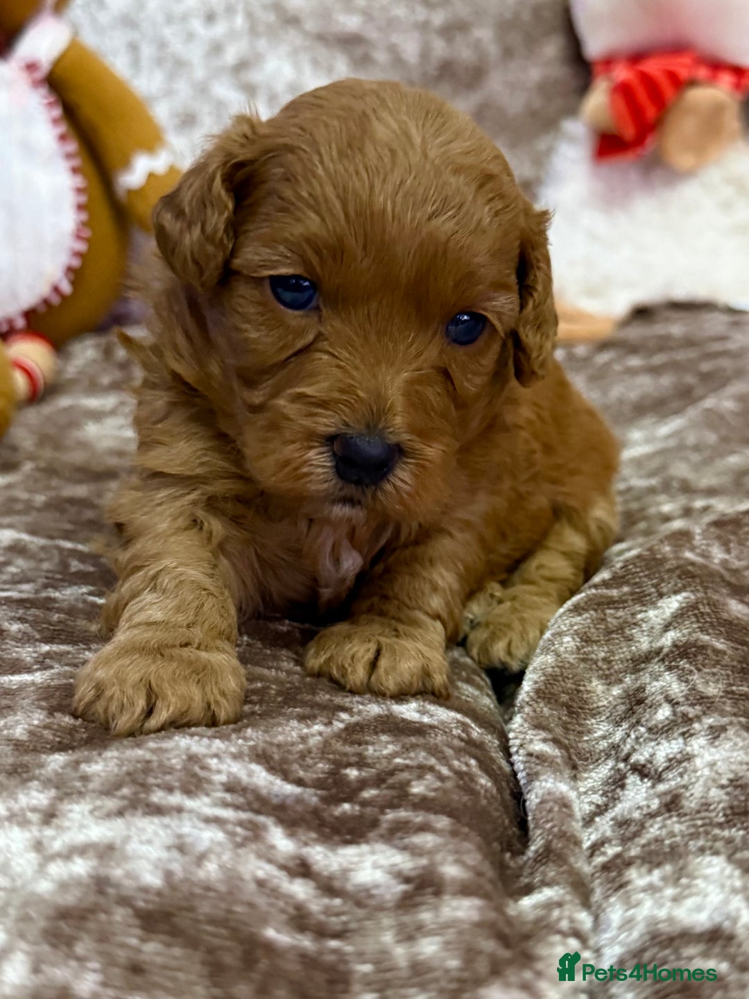 Maltipoo dogs for sale: BEAUTIFUL TEDDY BEAR F1B MALTIPOO BABIES! - Advert 10