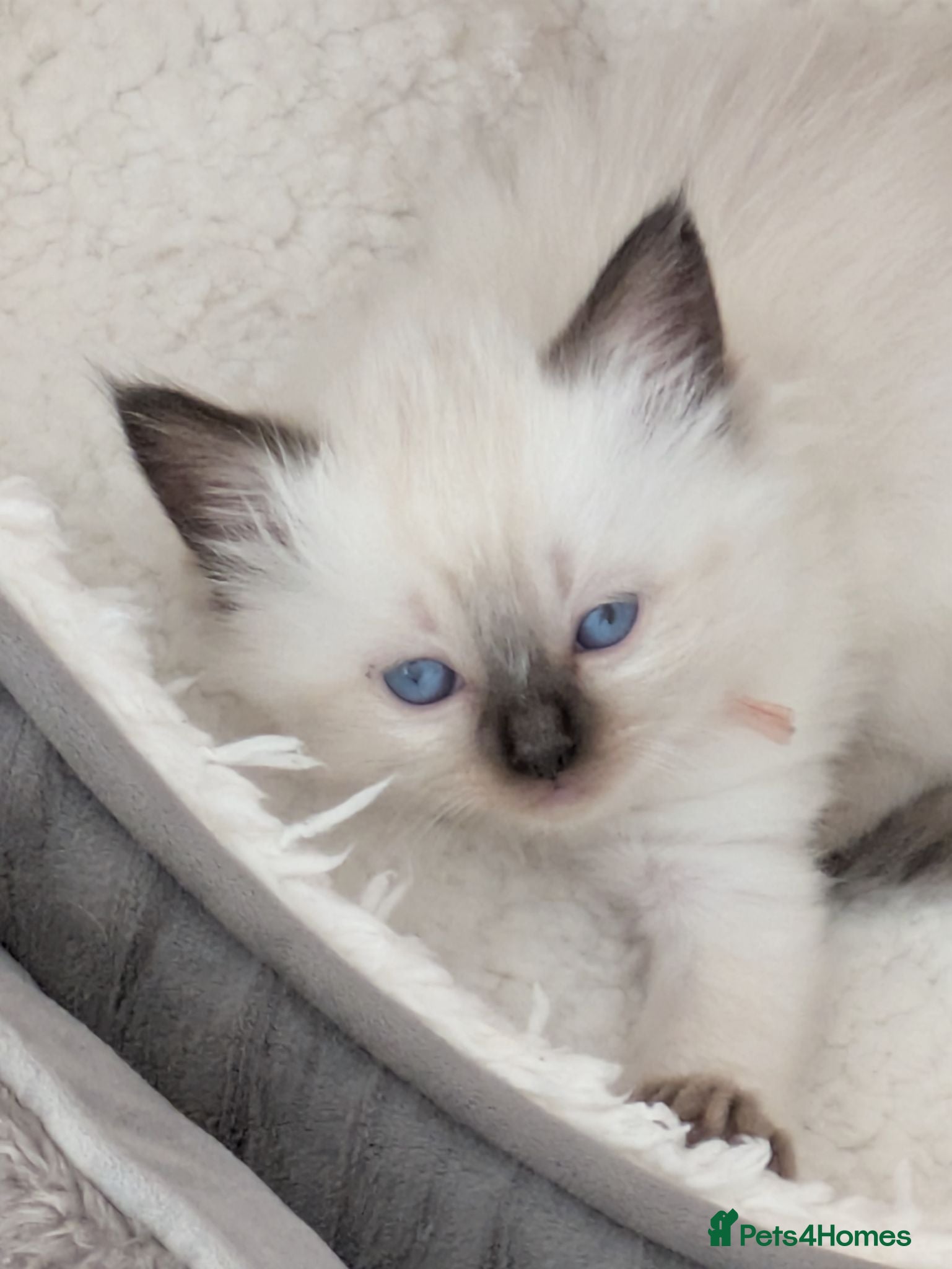 Ragdoll cats Two male Ragdoll Kittens - Advert 2