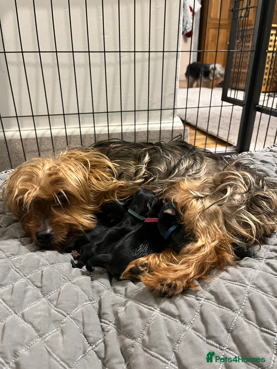 Yorkshire Terrier dogs for sale: READY NOW !! MINI YORKSHIRE TERRIERS FOR SALE - Advert 1