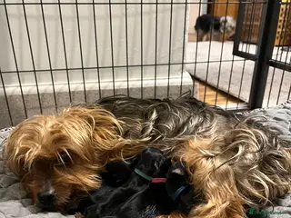 Yorkshire Terrier dogs READY NOW !! MINI YORKSHIRE TERRIERS FOR SALE - Advert 4