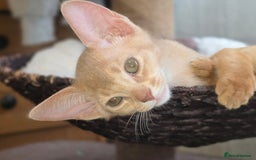Abyssinian cats for sale: Beautiful Aby  kitten from Champions line - Image 6