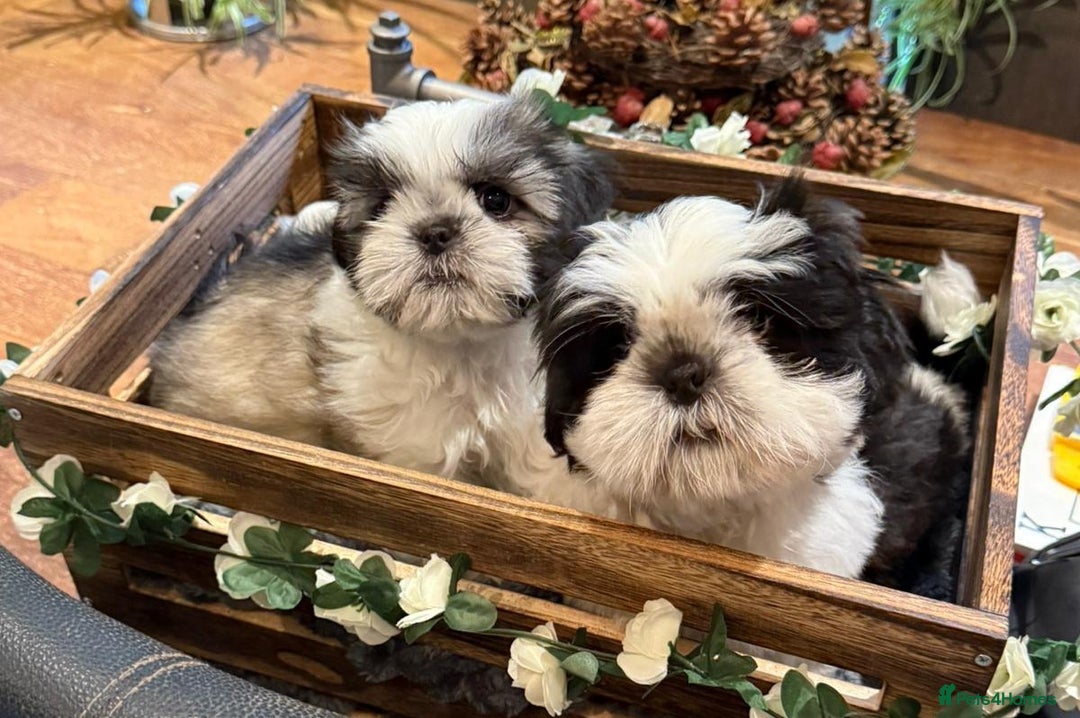 Shih Tzu dogs for sale: Pedigree Shitzu Puppies  - Image 4