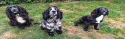 Cocker Spaniel dogs for sale: Kc registered working cocker spaniel. - Advert 3