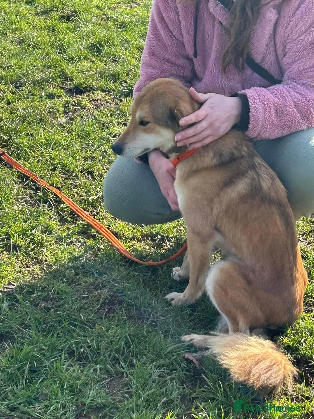 Mixed Breed dogs for adoption: Solomon - Norwich Norfolk  in Norwich - Advert 12