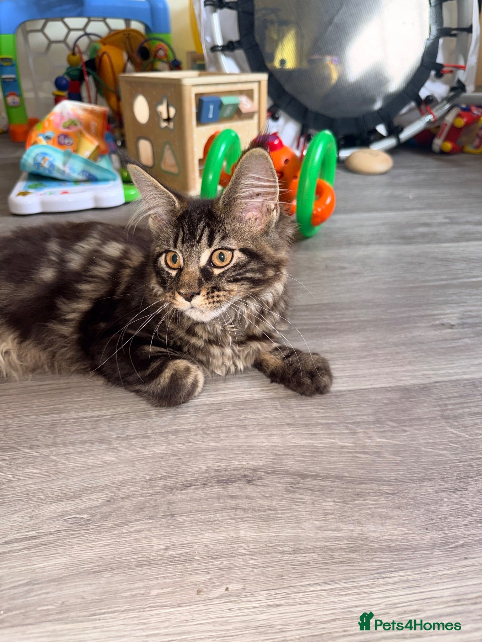 Maine Coon cats Rare Red Silver Maine Coon Kittens Available  - Advert 5