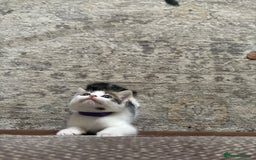 Mixed Breed cats for sale: Beautiful mixed breed kittens - Image 34