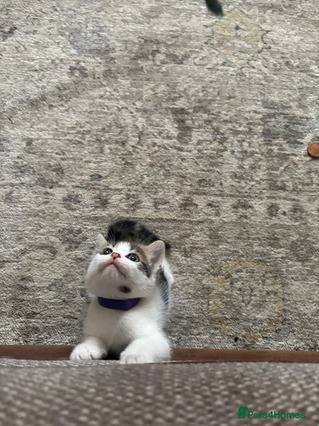Mixed Breed cats for sale: Beautiful mixed breed kittens - Image 34