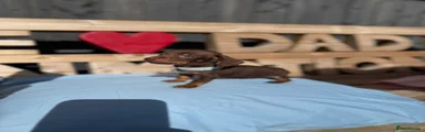 Dachshund 2