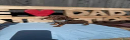Dachshund dogs for sale: Dutch hound Puppies in Orpington - Advert 12