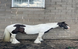 Irish Cob horses for sale: Happy hacker/ companion pony - Image 2