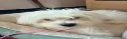 Malshi dogs for sale: Female Maltese (1/4 shitzhu) puppy  in Thatcham - Advert 2