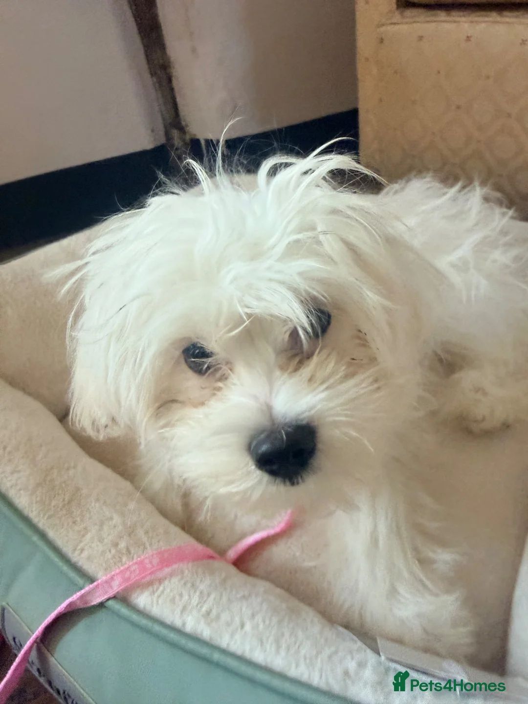 Malshi dogs for sale: Female Maltese (1/4 shitzhu) puppy  in Thatcham - Advert 2