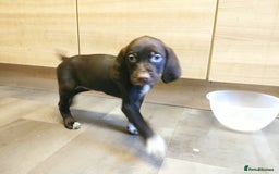 Mixed Breed dogs for sale: Sprizla pointer puppies for sale  - Image 6