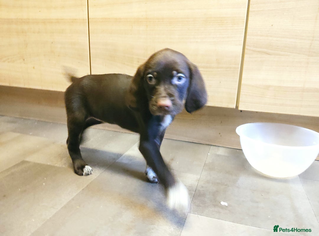 Mixed Breed dogs for sale: Sprizla pointer puppies for sale  - Image 6